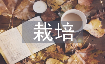 菊花種植技術與栽培管理