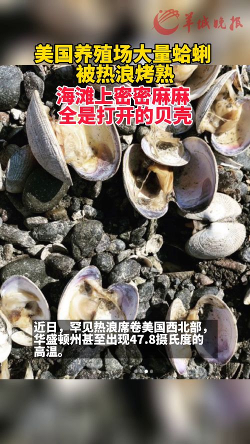 美国养殖场大量蛤蜊被热浪烤熟海滩上密密麻麻全是打开的贝壳