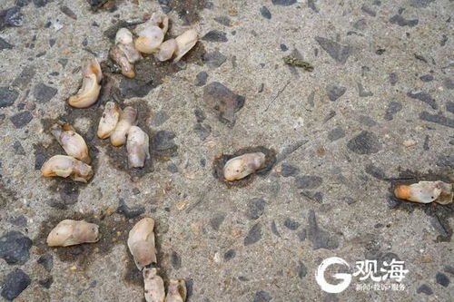 观海晨报 胶州湾首次规模出现敌害生物 白泥蚂 这两条公交线路优化调整